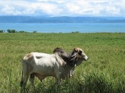 Cow Profile Cow Profile